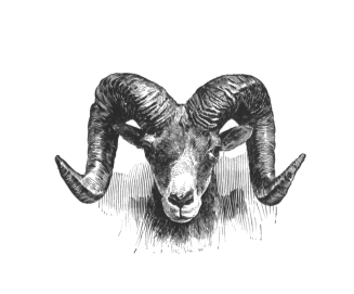 The Wild Sheep--1881. vist0017l